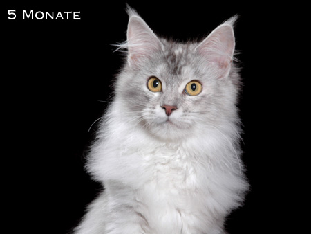 Maine Coon Katze Eclipse