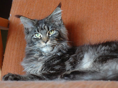 Maine Coon Katze Karamell