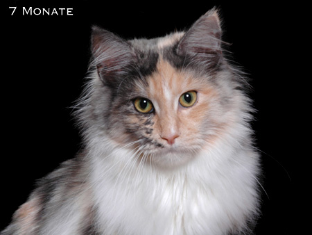 Maine Coon Katze Pritty