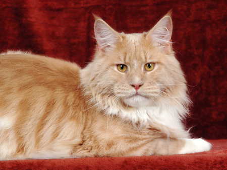 Maine Coon Kater Billy