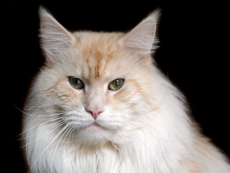 Maine Coon Kater Peach